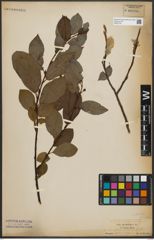 Foto von Salix phylicifolia L.